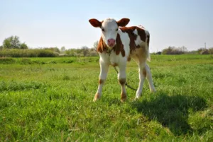 Preparaty mlekozastepcze dla cielat
