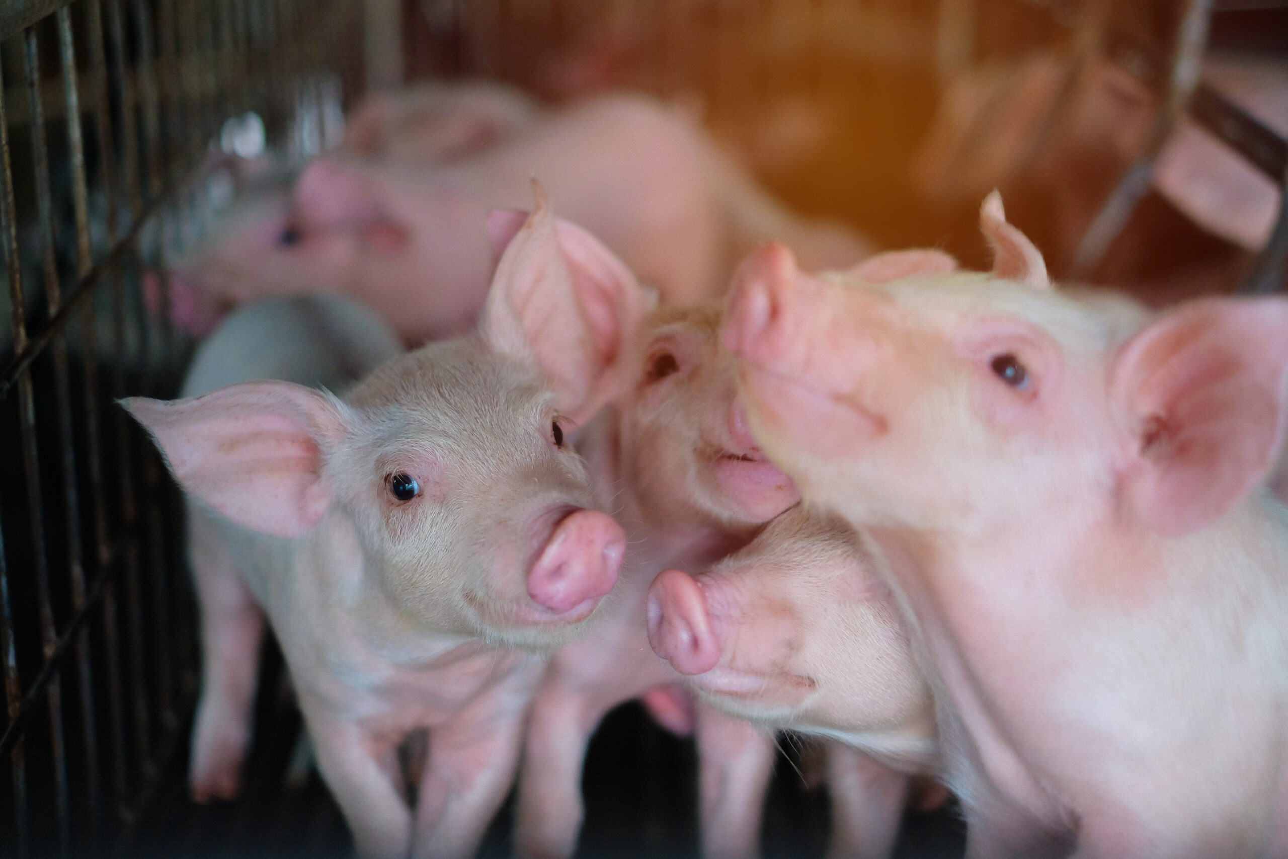 Spadki energii u świń