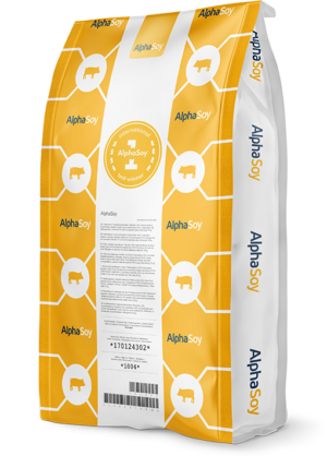 AlphaSoy 530 – wysokostrawne białko sojowe dla trzody chlewnej