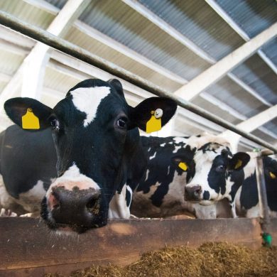 wsparcie zwierząt w stresie cieplnym