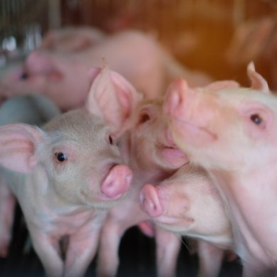 Spadki energii u świń