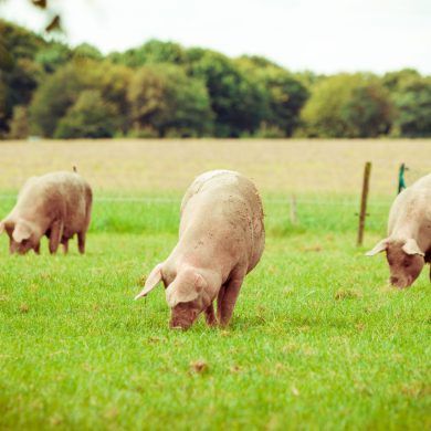 Pig farm.  pigs in field. Healthy pig on meadow