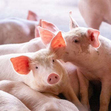 Small piglet in the farm. Group of Pig indoor on a farm yard in