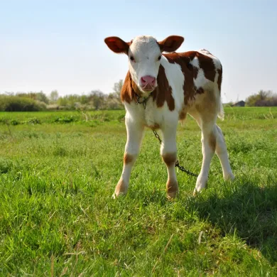 Preparaty mlekozastepcze dla cielat